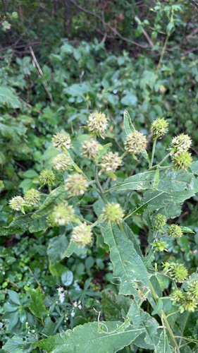 Wingstem