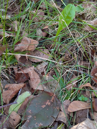 Wood Frog