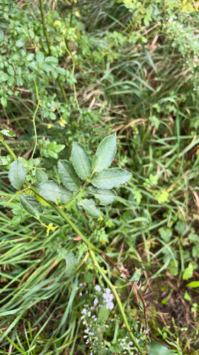 multiflora rose
