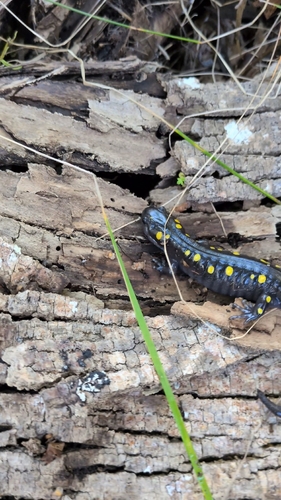 Spotted Salamander