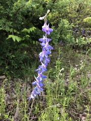 Delphinium carolinianum