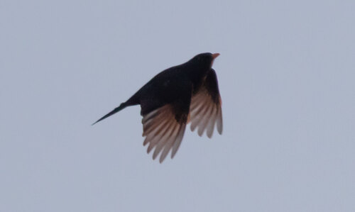 Eurasian Blackbird