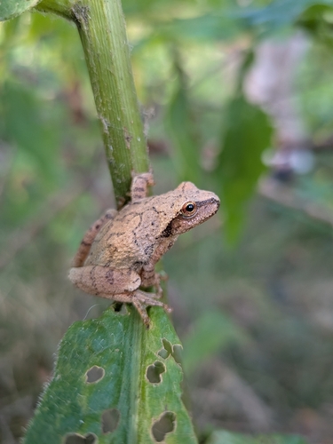 Spring Peeper