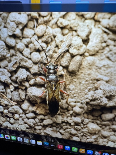 Nerthus taivanicus