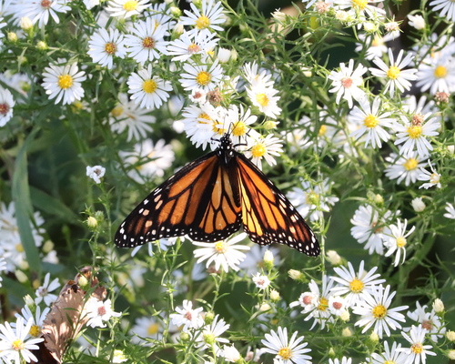 Monarch