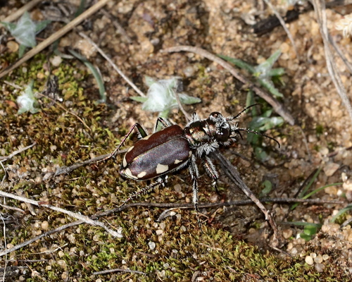 Festive Tiger Beetle