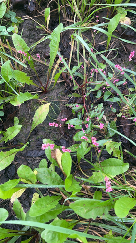 low smartweed