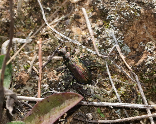 Punctured Tiger Beetle