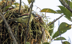 Pachyramphus versicolor