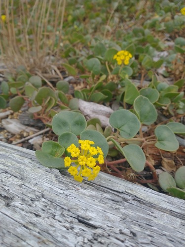 Abronia latifolia