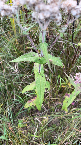 common boneset