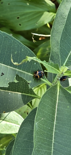 Swamp Milkweed Leaf Beetle