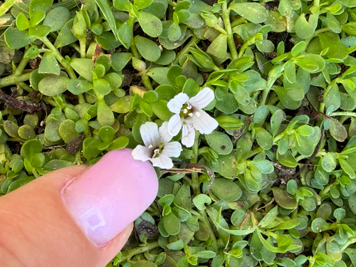 Herb-of-Grace