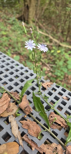 Lactuca floridana