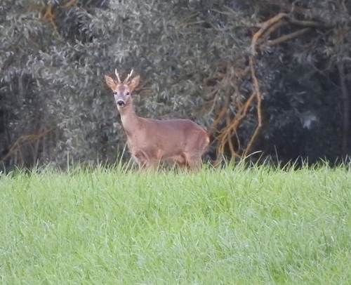 Western Roe Deer