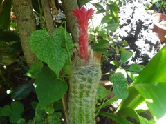 Oreocereus