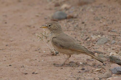 Desert Lark