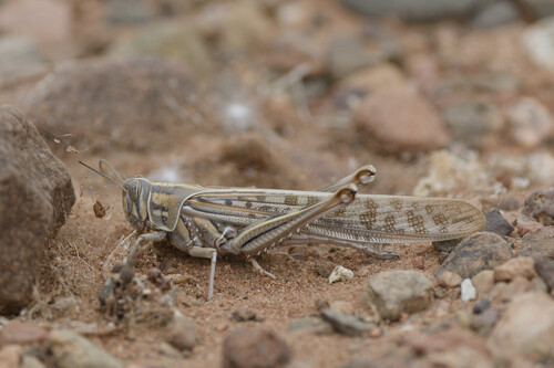 Desert Locust