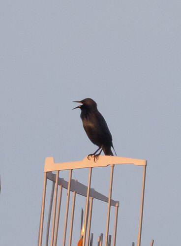 Spotless Starling