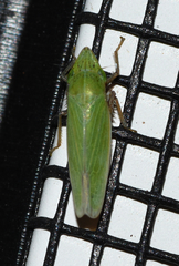 Draeculacephala bradleyi