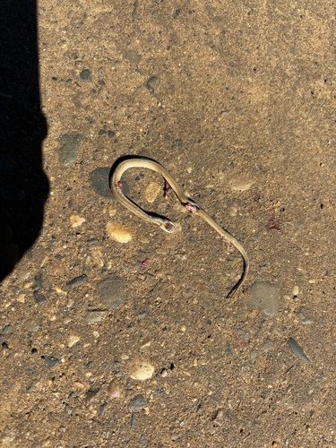 DeKay's Brownsnake