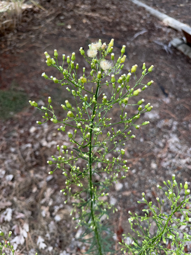 horseweed