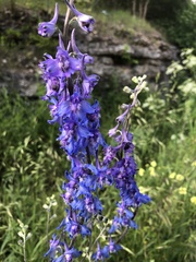 Delphinium carolinianum