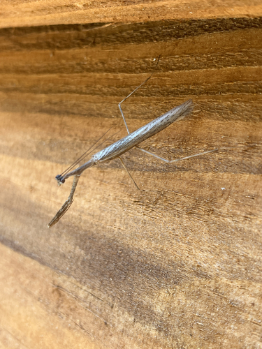 Slender Prairie Mantis