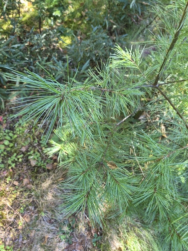 eastern white pine