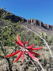 Erythrina flabelliformis