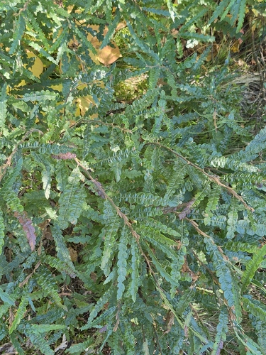 sweetfern