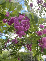 Robinia hispida
