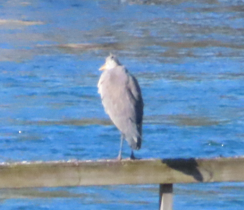 Grey Heron