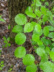 Viburnum rafinesqueanum