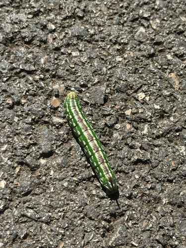 Pine Hawkmoth