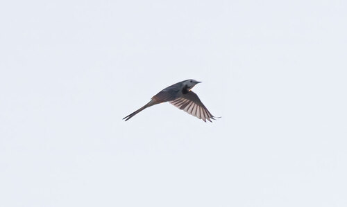White Wagtail