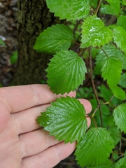 Viburnum rafinesqueanum
