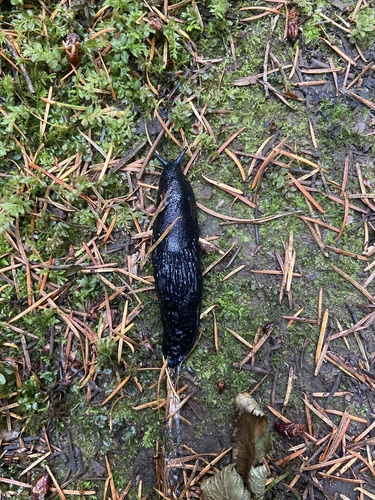 Black Slug