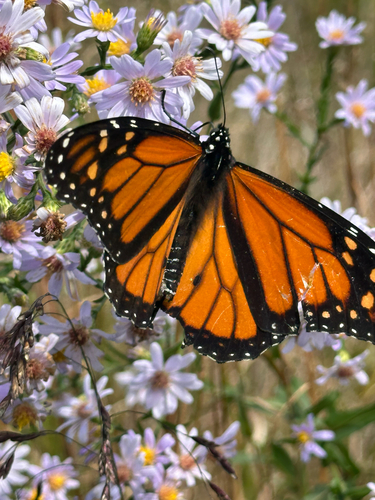 Monarch