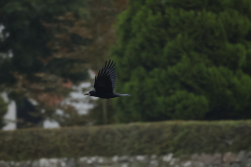 Rook