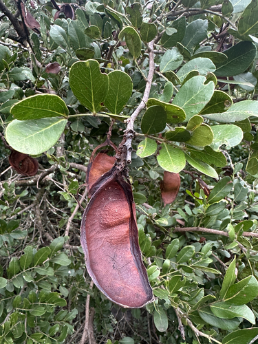 Schotia latifolia, 2026-09-24