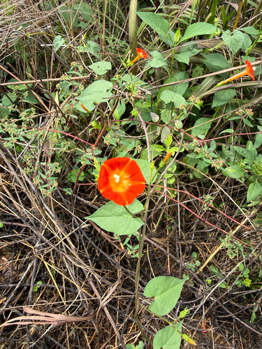 red morning glory