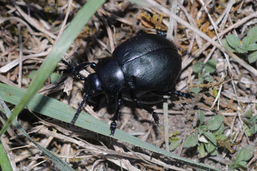 Bloody-nosed Beetle