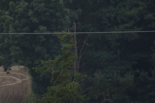 Hooded Crow