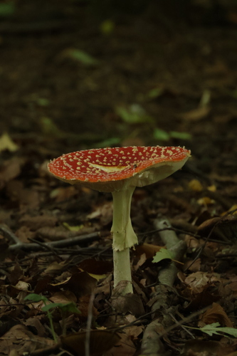 Fly Agaric