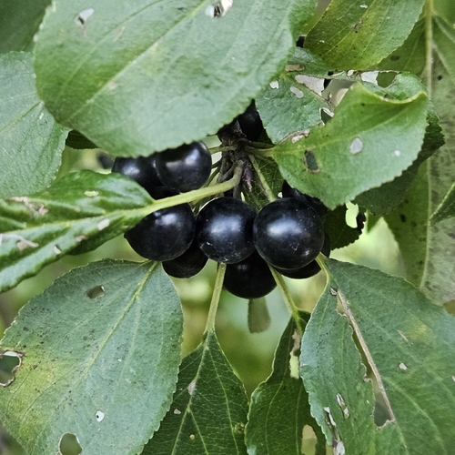 common buckthorn