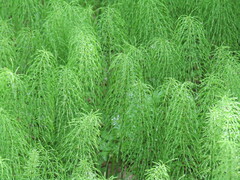 Equisetum pratense