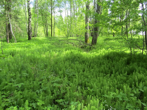 Equisetum pratense, photograph 1