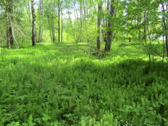 Equisetum pratense, photograph (c) snaily_naily, some rights reserved (CC BY)