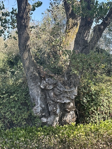 Frémont Cottonwood